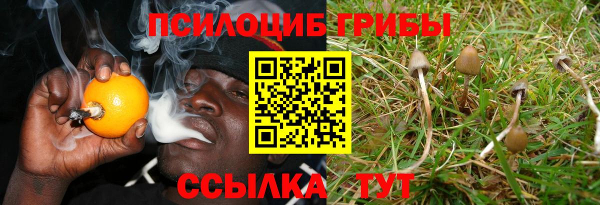 Псилоцибиновые грибы мицелий Тихвин
